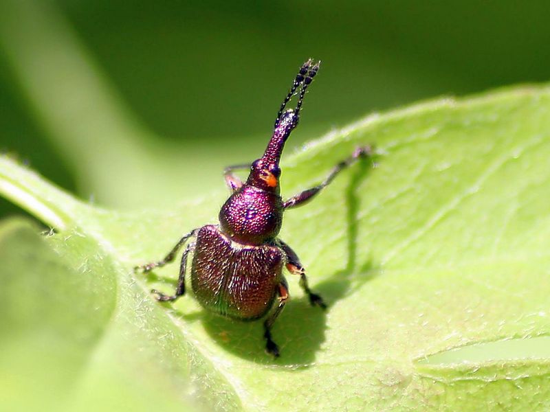 Byctiscus betulae? No, Rhynchites auratus cf., Rhynchitidae